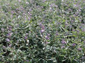 Ořechokřídlec clandonský 'Stephi' - Caryopteris clandonensis 'Stephi'
