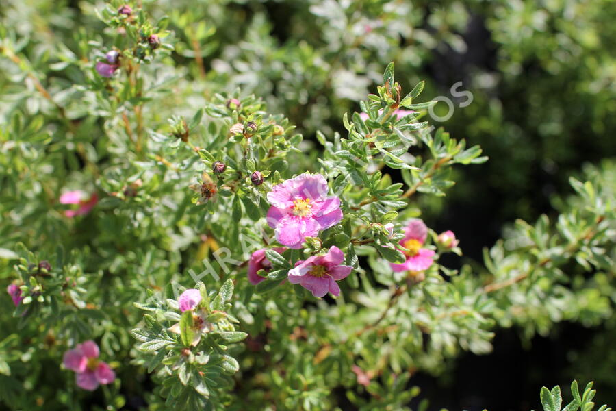 Mochna křovitá 'Bella Rosa' - Potentilla fruticosa 'Bella Rosa'