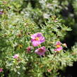 Mochna křovitá 'Bella Rosa' - Potentilla fruticosa 'Bella Rosa'