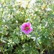 Mochna křovitá 'Bella Rosa' - Potentilla fruticosa 'Bella Rosa'