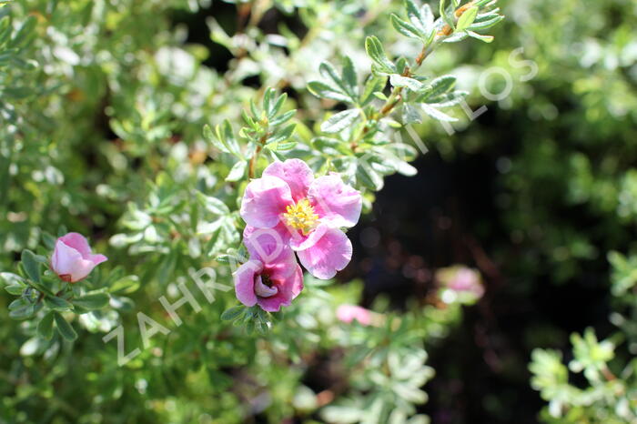 Mochna křovitá 'Bella Rosa' - Potentilla fruticosa 'Bella Rosa'