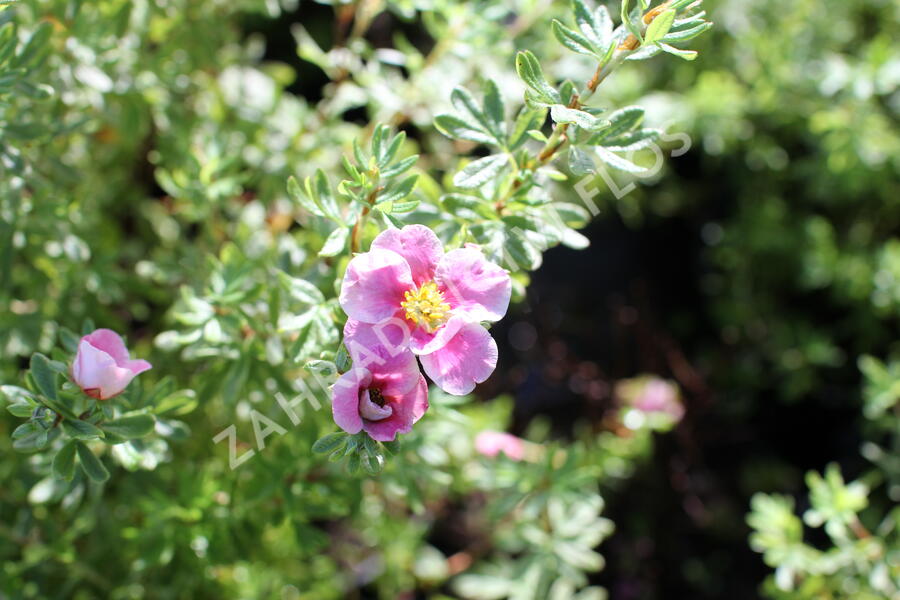 Mochna křovitá 'Bella Rosa' - Potentilla fruticosa 'Bella Rosa'