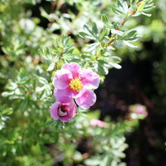 Mochna křovitá 'Bella Rosa' - Potentilla fruticosa 'Bella Rosa'