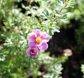 Mochna křovitá 'Bella Rosa' - Potentilla fruticosa 'Bella Rosa'