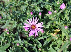 Hvězdnice keříčkovitá 'Rozika' - Aster dumosus 'Rozika'