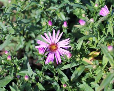 Hvězdnice keříčkovitá 'Rozika'