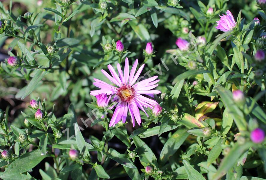 Hvězdnice keříčkovitá 'Rozika' - Aster dumosus 'Rozika'