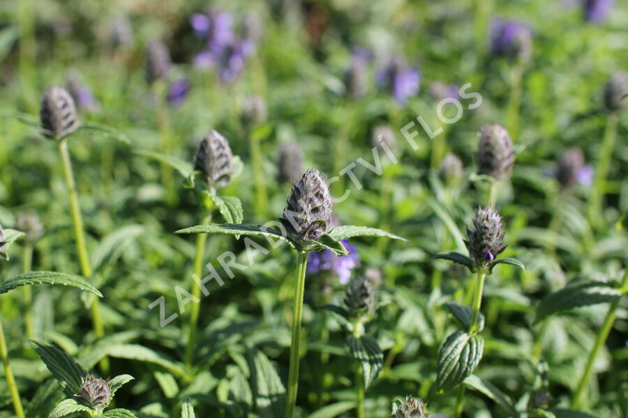 Šanta žilnatá - Nepeta nervosa