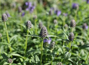 Šanta žilnatá - Nepeta nervosa