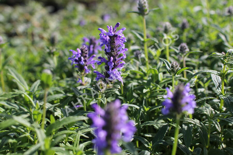 Šanta žilnatá - Nepeta nervosa