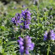 Šanta žilnatá - Nepeta nervosa