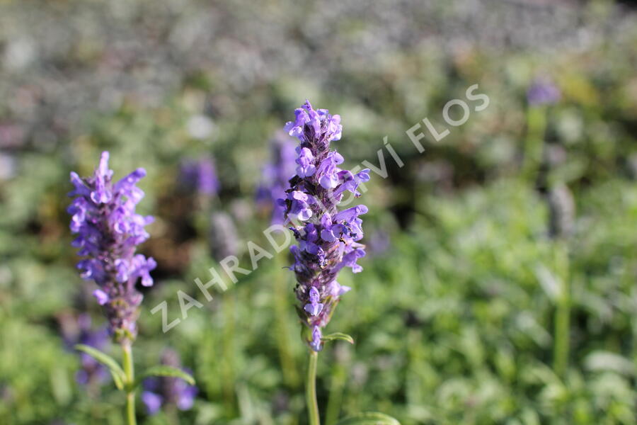 Šanta žilnatá - Nepeta nervosa