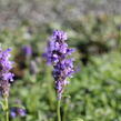 Šanta žilnatá - Nepeta nervosa