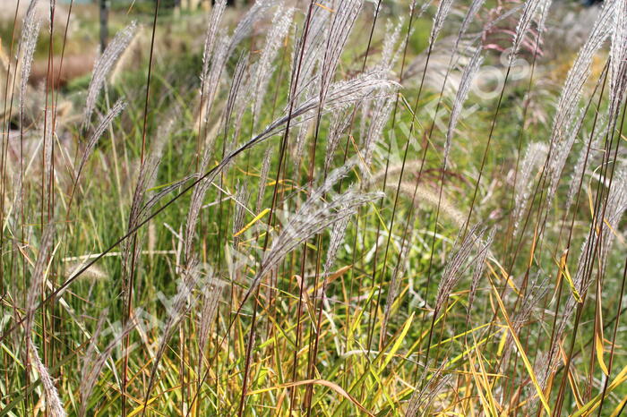 Ozdobnice čínská 'Purpurescens' - Miscanthus sinensis 'Purpurescens'