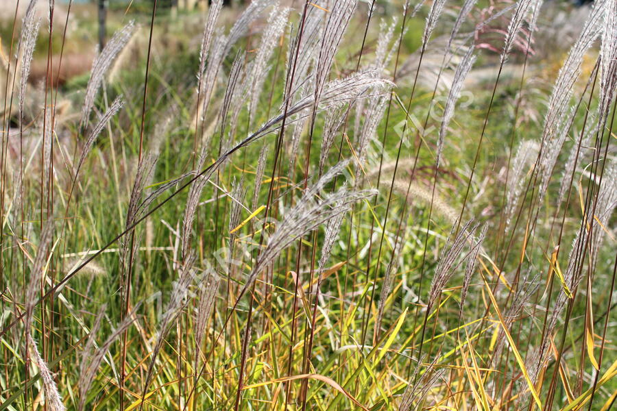 Ozdobnice čínská 'Purpurescens' - Miscanthus sinensis 'Purpurescens'