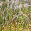 Ozdobnice čínská 'Purpurescens' - Miscanthus sinensis 'Purpurescens'