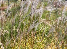 Ozdobnice čínská 'Purpurescens' - Miscanthus sinensis 'Purpurescens'