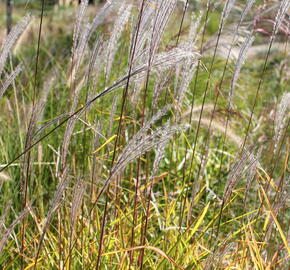 Ozdobnice čínská 'Purpurescens' - Miscanthus sinensis 'Purpurescens'