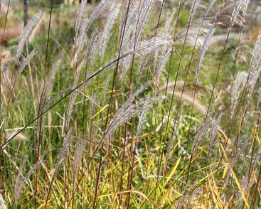 Ozdobnice čínská 'Purpurescens'