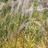 Miscanthus sinensis 'Purpurescens'_01.JPG