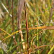Ozdobnice čínská 'Purpurescens' - Miscanthus sinensis 'Purpurescens'