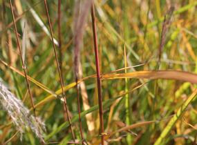 Ozdobnice čínská 'Purpurescens' - Miscanthus sinensis 'Purpurescens'