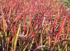 Imperata válcovitá 'Red Baron' - Imperata cylindrica 'Red Baron'