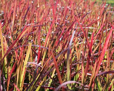 Imperata válcovitá 'Red Baron'