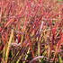 Imperata cylindrica 'Red Baron'.JPG