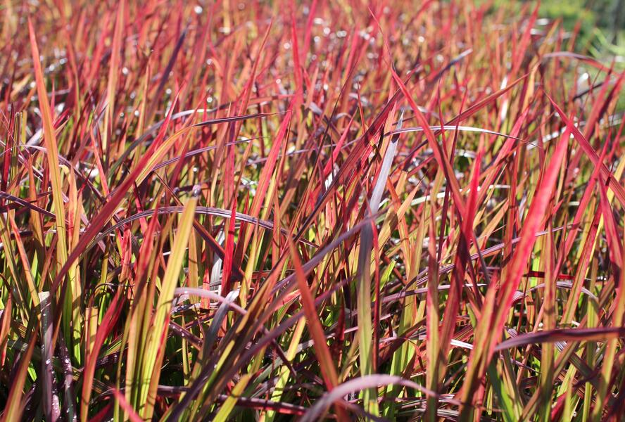 Imperata válcovitá 'Red Baron' - Imperata cylindrica 'Red Baron'