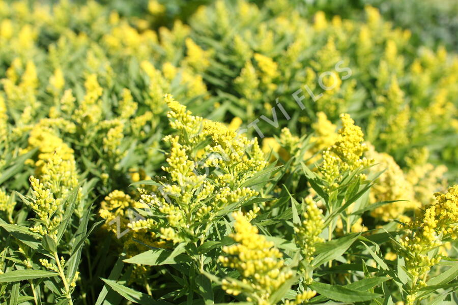 Zlatobýl kanadský 'Little Lemon' - Solidago canadensis 'Little Lemon'