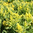 Zlatobýl kanadský 'Little Lemon' - Solidago canadensis 'Little Lemon'