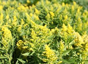 Zlatobýl kanadský 'Little Lemon' - Solidago canadensis 'Little Lemon'