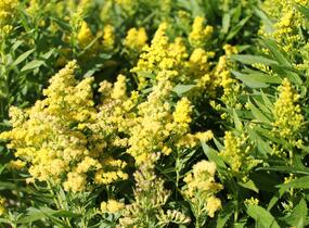 Zlatobýl kanadský 'Little Lemon' - Solidago canadensis 'Little Lemon'