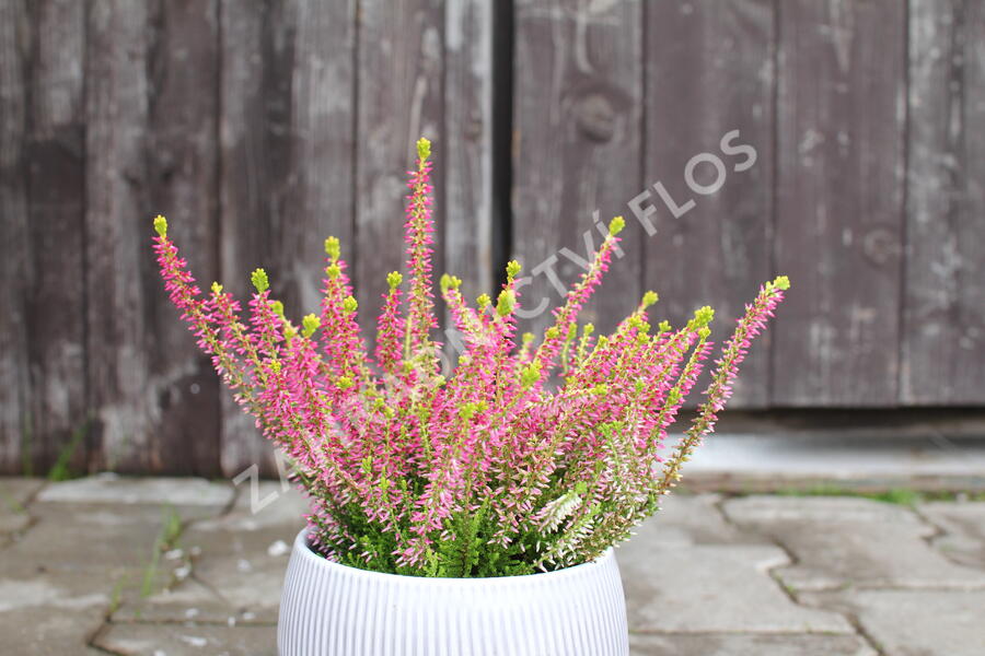 Vřes obecný 'Golden Angie' (Garden girls®) - Calluna vulgaris 'Golden Angie' (Garden girls®)