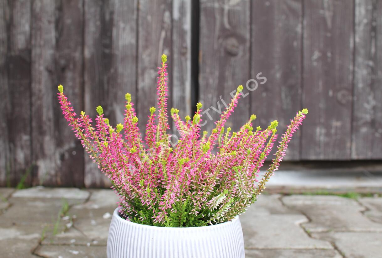 Vřes obecný 'Golden Angie' (Garden girls®) - Calluna vulgaris 'Golden Angie' (Garden girls®)