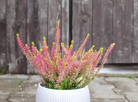 Vřes obecný 'Golden Angie' (Garden girls®) - Calluna vulgaris 'Golden Angie' (Garden girls®)