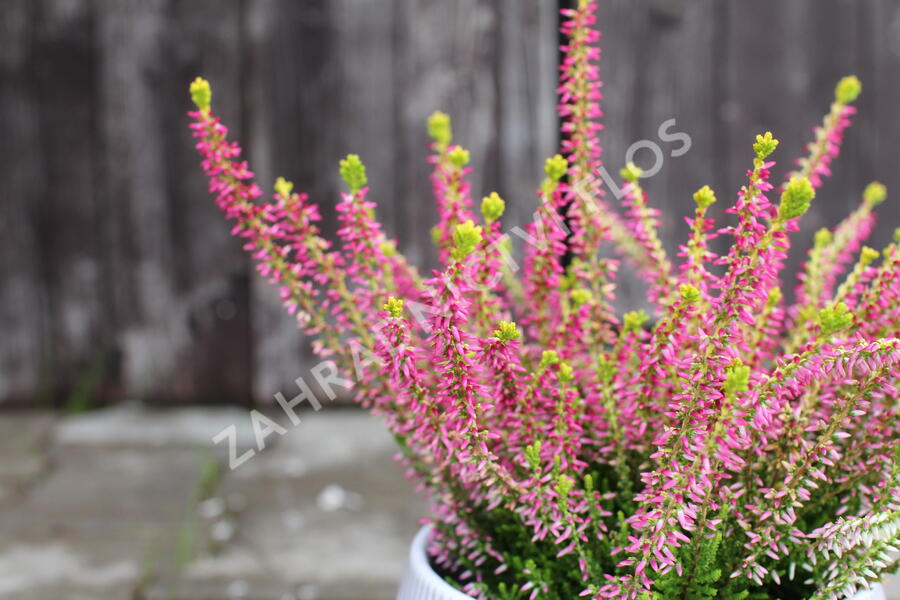 Vřes obecný 'Golden Angie' (Garden girls®) - Calluna vulgaris 'Golden Angie' (Garden girls®)