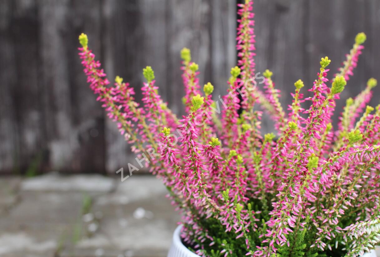 Vřes obecný 'Golden Angie' (Garden girls®) - Calluna vulgaris 'Golden Angie' (Garden girls®)