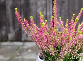 Vřes obecný 'Golden Angie' (Garden girls®) - Calluna vulgaris 'Golden Angie' (Garden girls®)