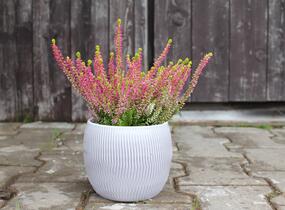 Vřes obecný 'Golden Angie' (Garden girls®) - Calluna vulgaris 'Golden Angie' (Garden girls®)