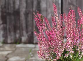Vřes obecný 'Athene' (Garden girls®) - Calluna vulgaris 'Athene' (Garden girls®)