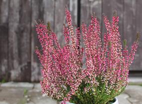 Vřes obecný 'Athene' (Garden girls®) - Calluna vulgaris 'Athene' (Garden girls®)