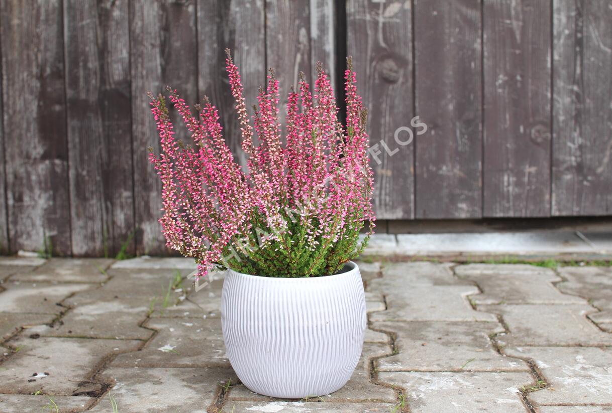 Vřes obecný 'Athene' (Garden girls®) - Calluna vulgaris 'Athene' (Garden girls®)
