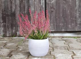 Vřes obecný 'Athene' (Garden girls®) - Calluna vulgaris 'Athene' (Garden girls®)