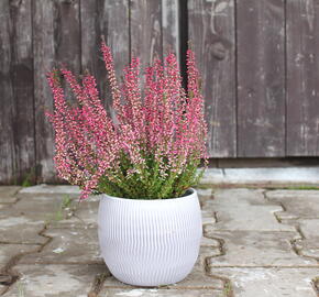 Vřes obecný 'Athene' (Garden girls®) - Calluna vulgaris 'Athene' (Garden girls®)