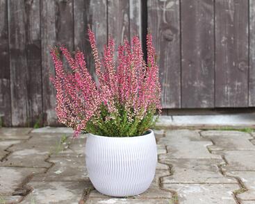 Vřes obecný 'Athene' (Garden girls®)