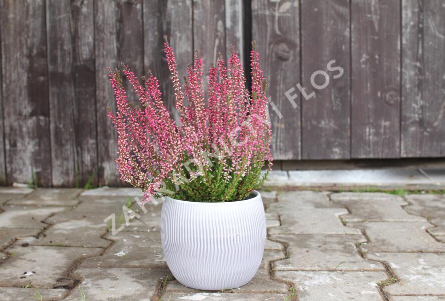 Vřes obecný 'Athene' (Garden girls®) - Calluna vulgaris 'Athene' (Garden girls®)