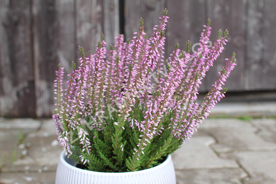 Vřes obecný 'Hilda' (Garden girls®) - Calluna vulgaris 'Hilda' (Garden girls®)