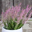 Vřes obecný 'Hilda' (Garden girls®) - Calluna vulgaris 'Hilda' (Garden girls®)